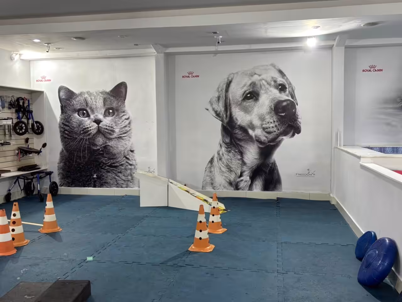 Fisioterapia e Ortopedia veterinária: o encontro de duas especialidades que se complementam