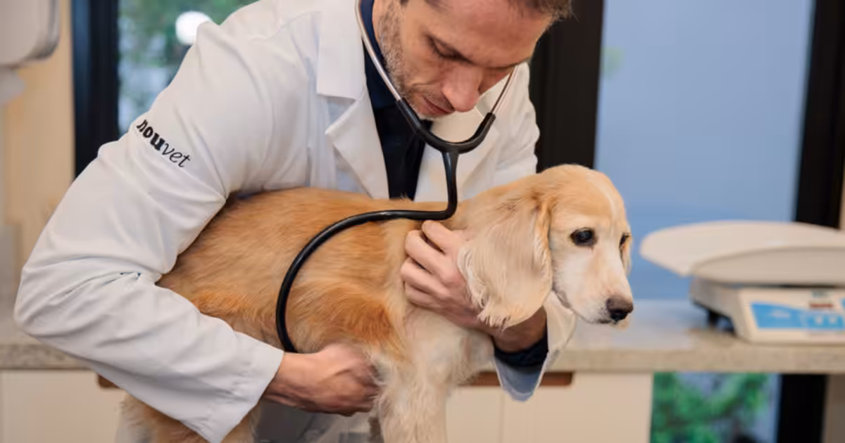 Câncer em pets: detecção precoce é essencial para o sucesso do tratamento