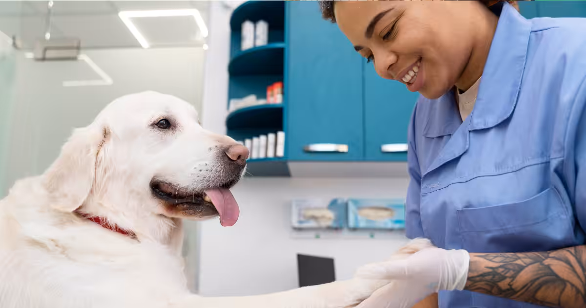Homeopatia no tratamento de câncer em pets: estudo mostra sucesso em 95% dos casos
