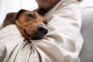Como minimizar o medo de fogos de artifício em cães