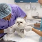 Calcinose cutânea: como reconhecer, diagnosticar e manejar os casos na rotina clínica