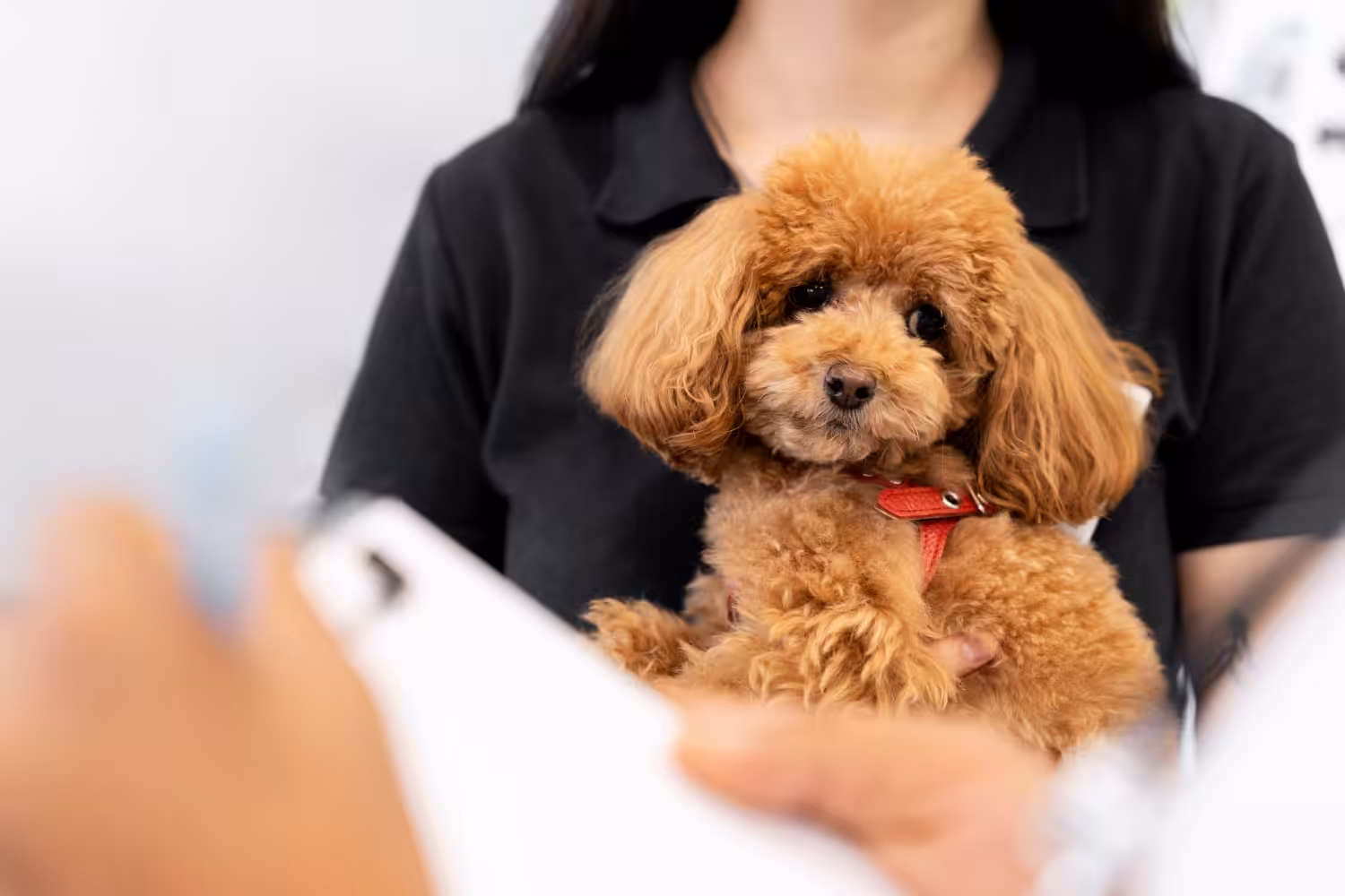 Raiva em animais: como identificar, sintomas e tratamento