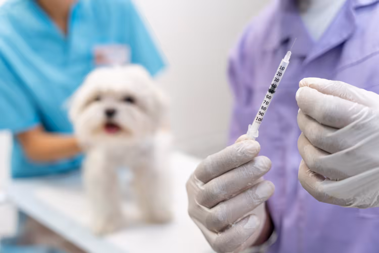 Veterinária aborda mitos e verdades sobre leishmaniose visceral