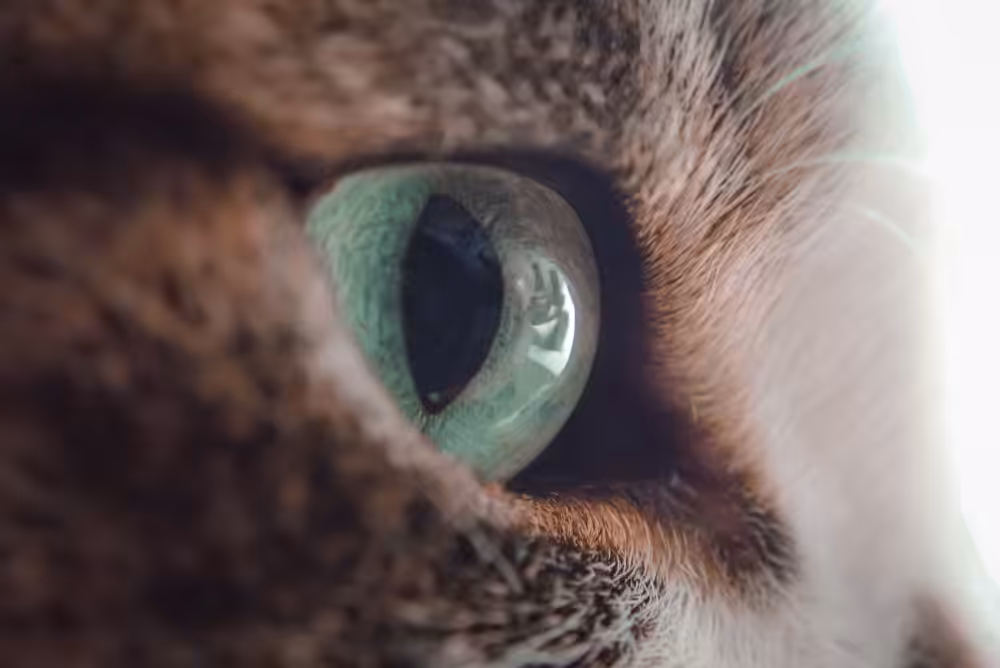 Florida Spots: o que está por trás das manchas nos olhos dos pets?