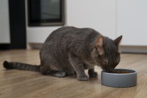 Hiperparatireoidismo secundário nutricional em cães e gatos: desequilíbrio alimentar compromete a saúde óssea