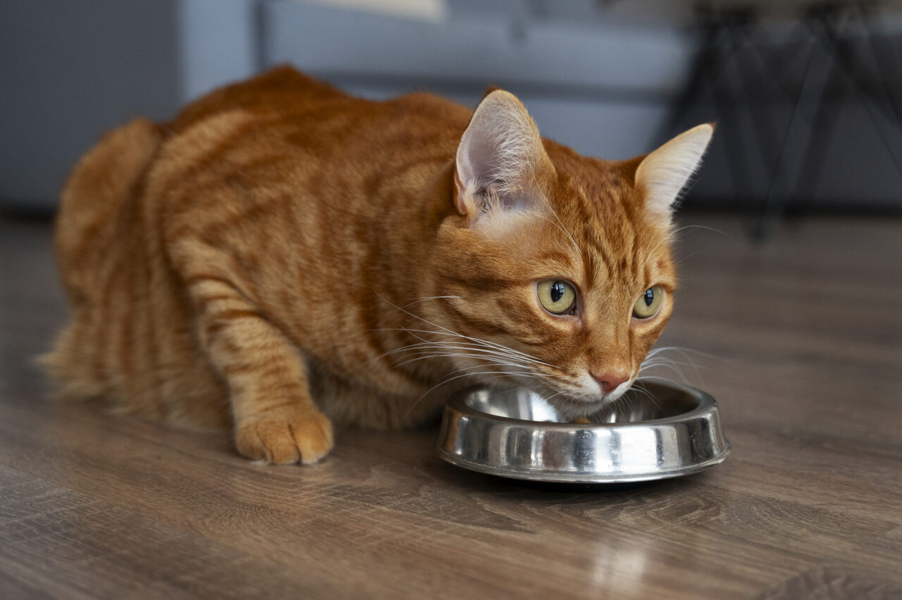 Estudo indica que gatos aceitam e digerem bem dieta com carne cultivada