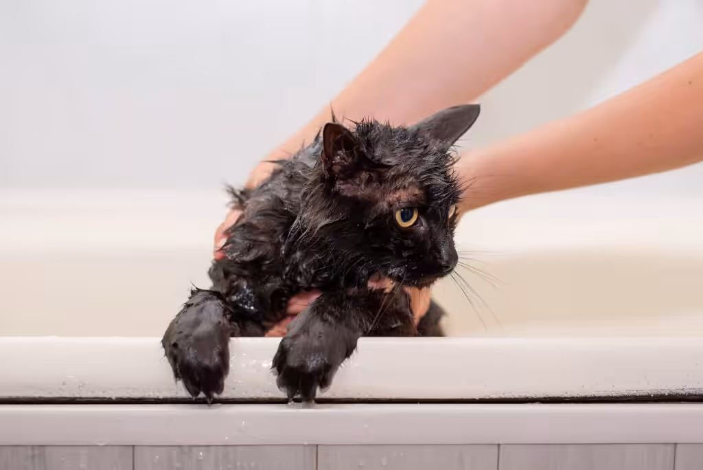 Banho em gatos: permitido ou não?