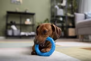 Janeiro Branco reforça a importância da saúde mental e emocional de pets