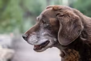 Fevereiro Roxo: campanha chama atenção para o envelhecimento de cães e gatos
