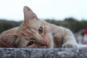 gatos resgatados