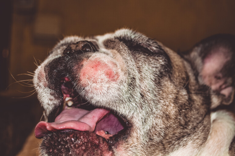 Dermatose responsiva ao zinco em cães: entenda a deficiência nutricional