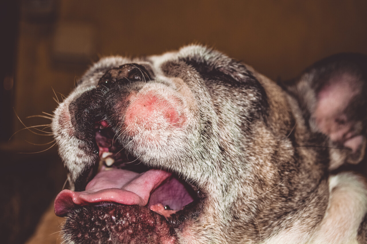 Dermatose responsiva ao zinco em cães: entenda a deficiência nutricional