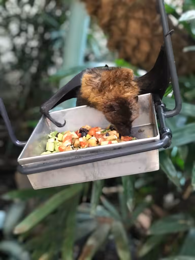 morcego alimentação