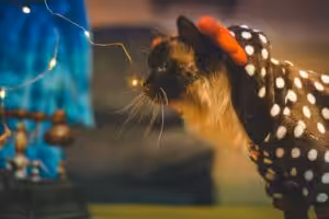 Como manter cães e gatos protegidos durante as festas de fim de ano