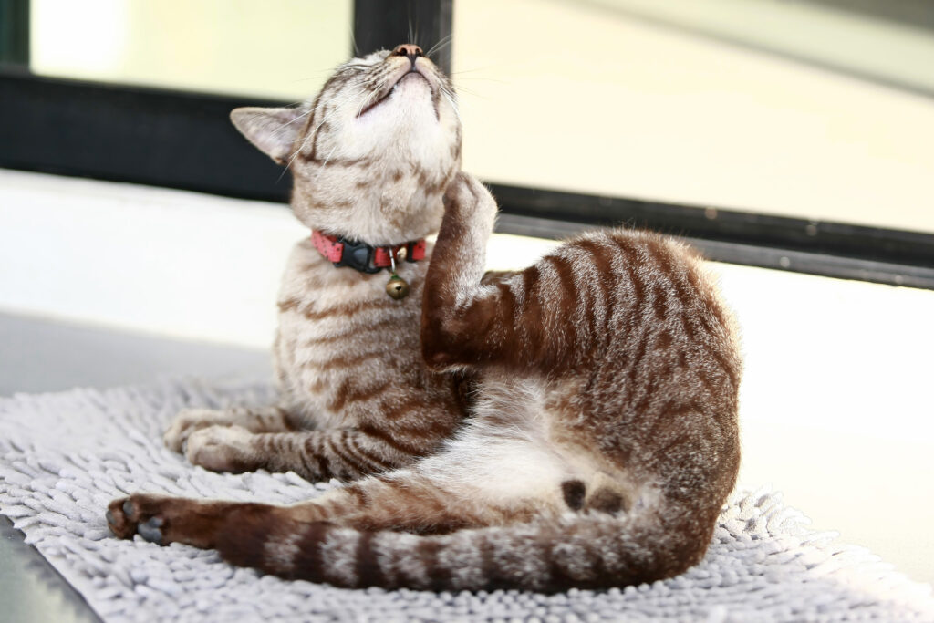 gato se coçando em frente a uma janela