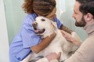 Março Azul Marinho: mobilização reforça vigilância sobre doenças gastrointestinais em cães e gatos