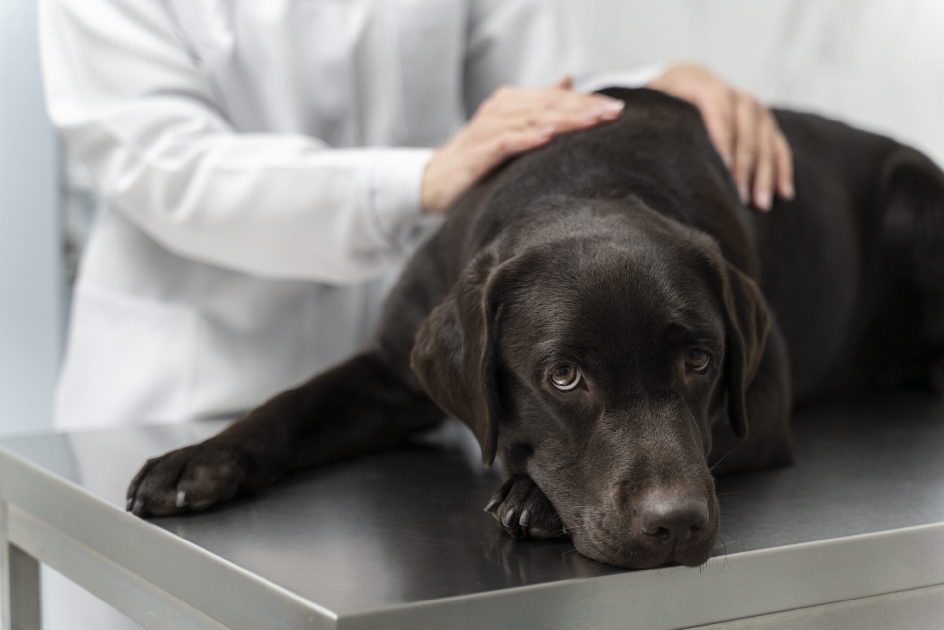 Quando a dor vem da coluna: o que é a Síndrome da Cauda Equina em pets?