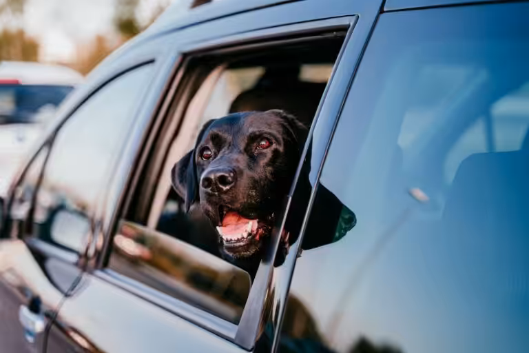 Enjoo em viagens: como identificar e prevenir a cinetose em cães e gatos nas férias