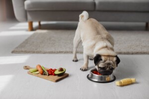 Quais são os alimentos mais perigosos para cães e gatos?