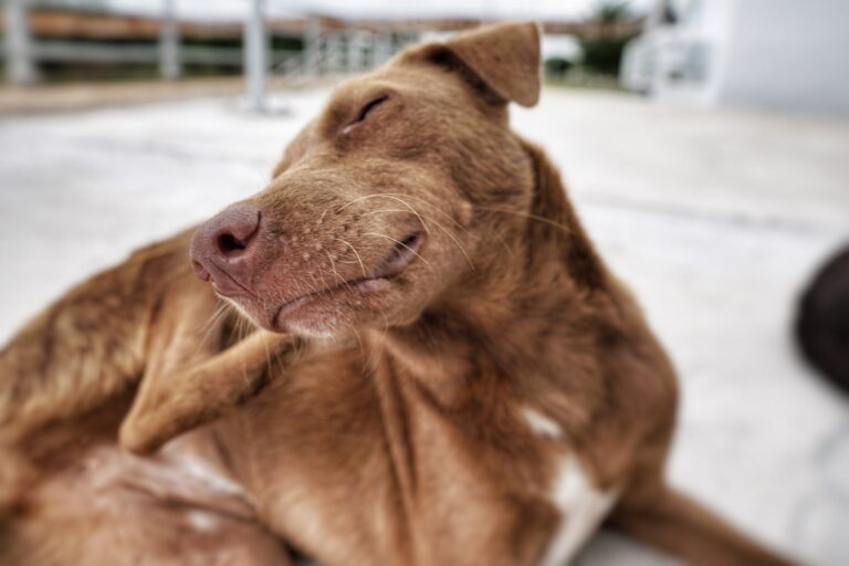 Piodermite em pets: entenda as causas e os sinais