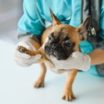 O que torna a pneumonia intersticial infecciosa um desafio na Medicina Veterinária?