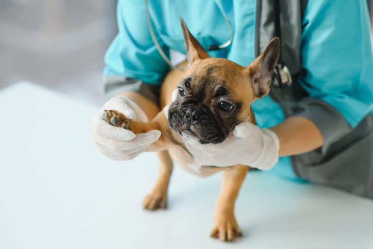 O que torna a pneumonia intersticial infecciosa um desafio na Medicina Veterinária?