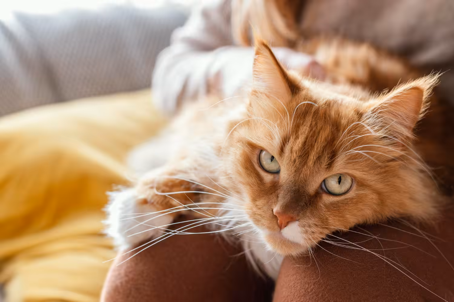 Gatos são considerados seres místicos, mas será verdade?