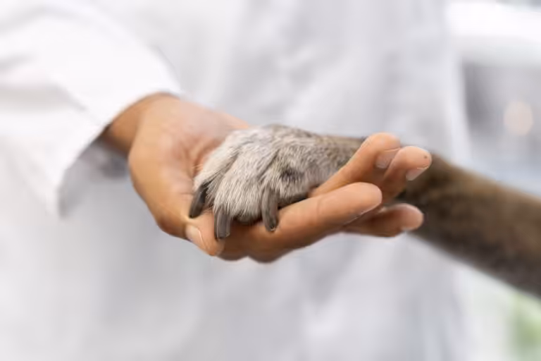 Questões éticas emergentes na eutanásia de animais de companhia são debatidas na VMX 2026