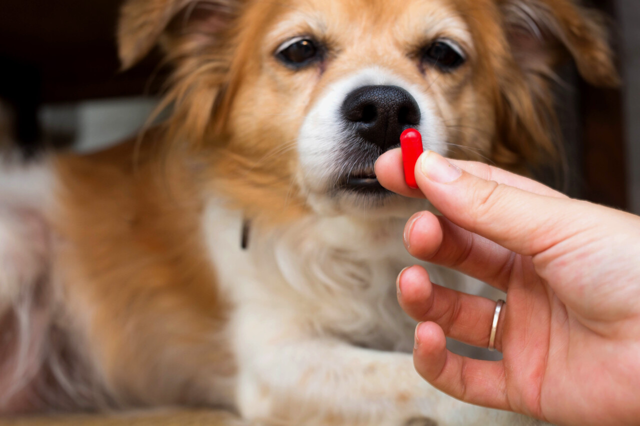 Mês do Consumidor reforça alerta sobre pirataria de medicamentos veterinários no Brasil