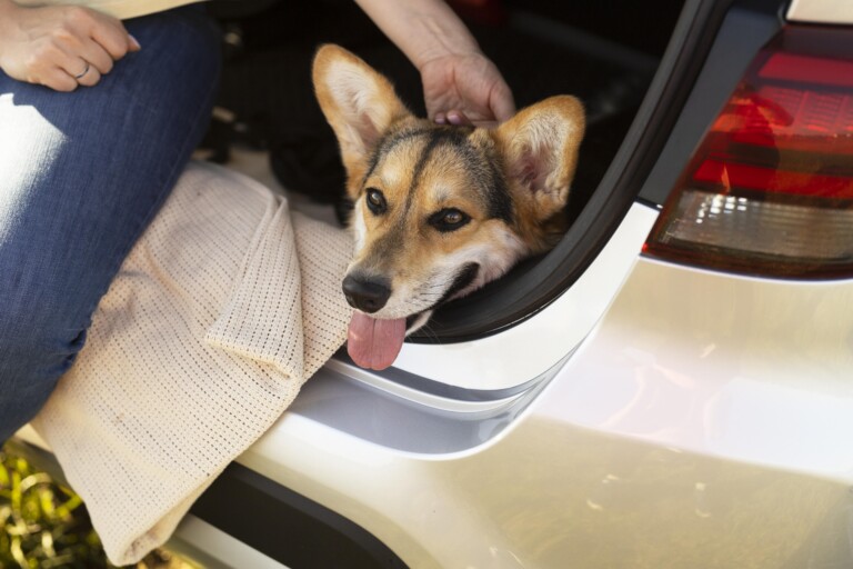 Óculos para enjoo de movimento em cães: solução divertida ou aliada de verdade?