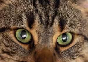 Por que cães e gatos enxergam cores diferentes dos humanos?