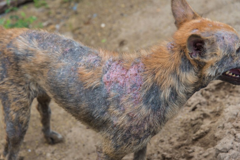 Sarna canina: prevenção e diagnóstico precoce são essenciais para proteger a saúde dos cães