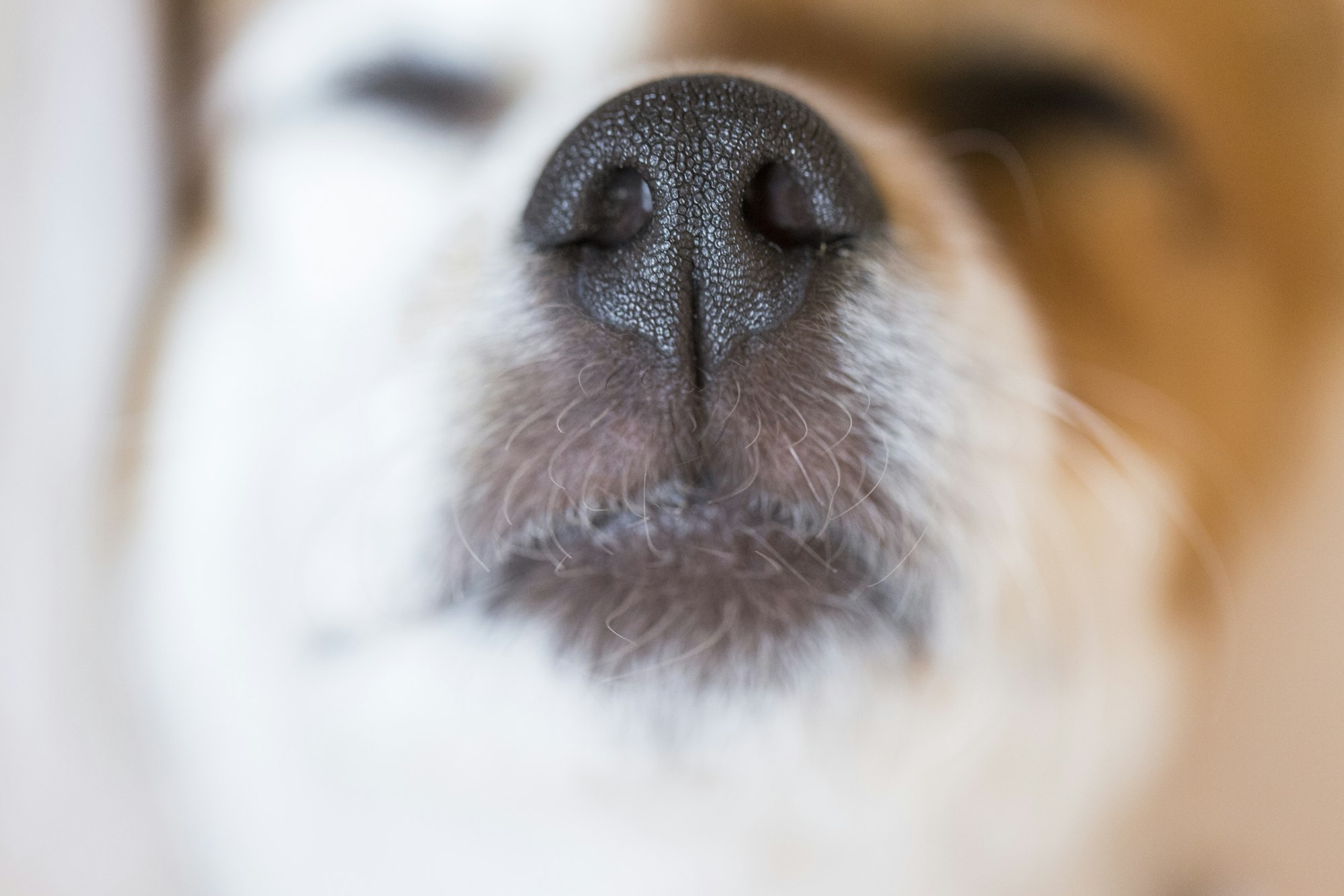 close up macro view of a cute small snout of a dog with black nose and white fur. Pets indoors