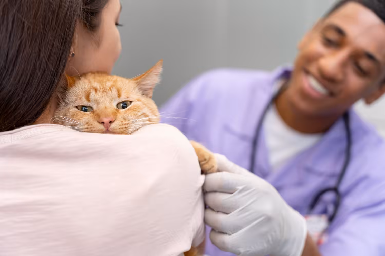 Dermatite é o resultado de diversas doenças que podem acometer os felinos
