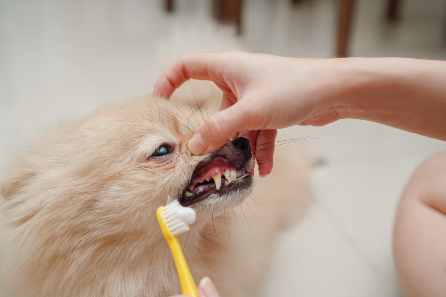 Como manter a saúde oral do pet em dia?