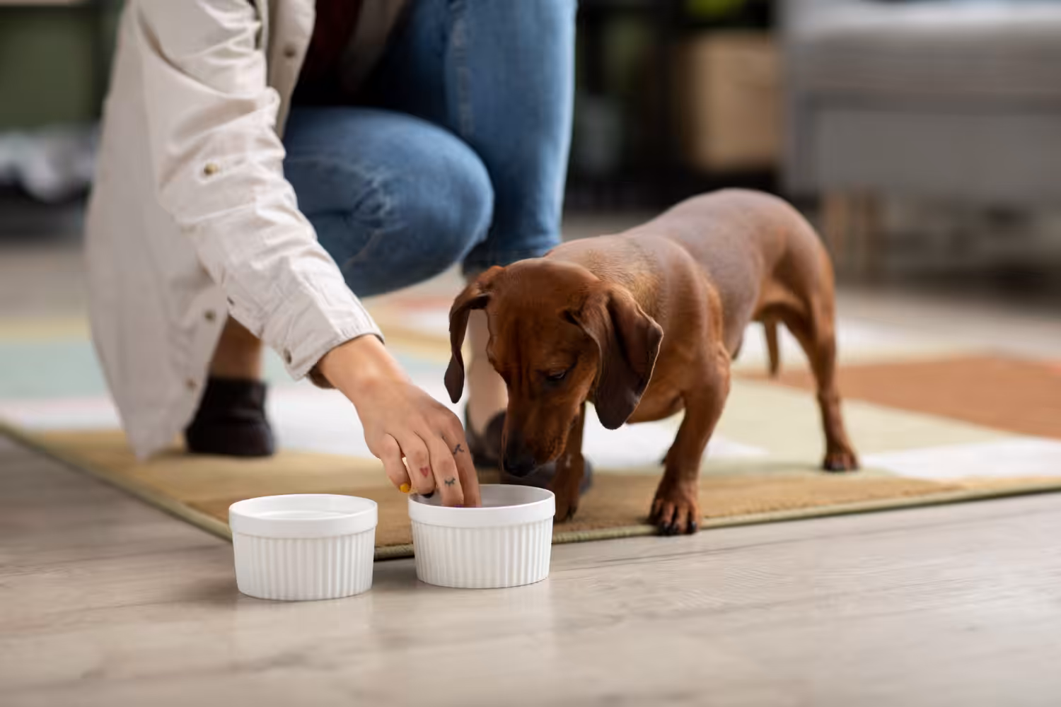 Quais os benefícios da batata-doce na nutrição dos pets?