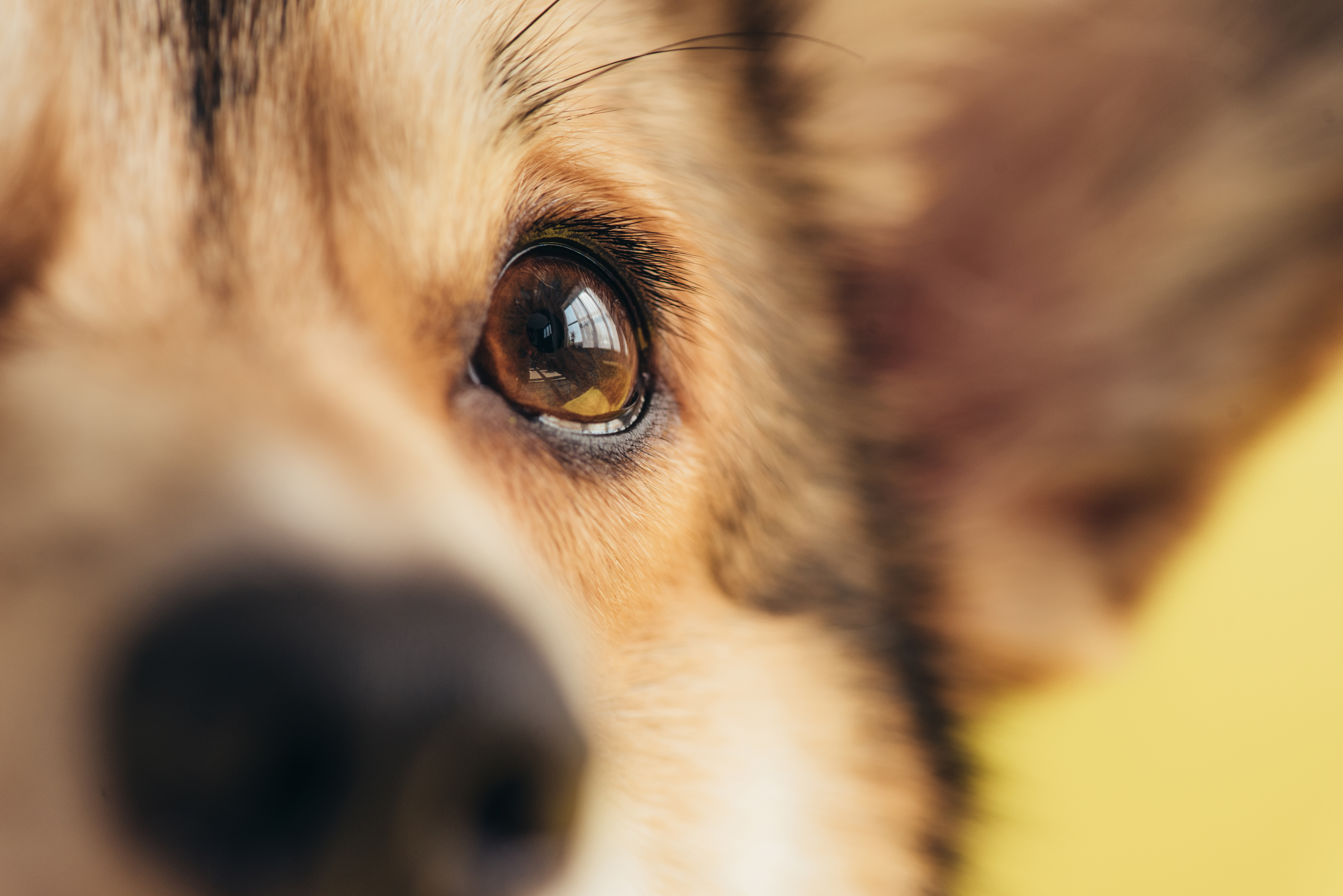 close up of eye of pembroke welsh corgi dog