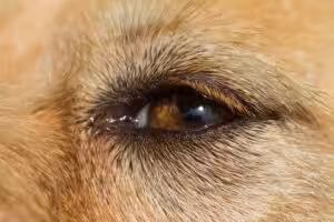 Olho Seco em Cães: quando alterações discretas podem esconder uma doença inflamatória importante