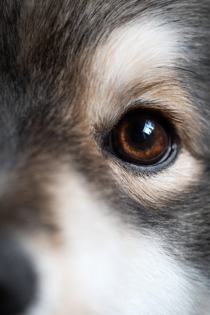 Close up or macro of an eye of a Finnish Lapphund dog