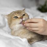 Novo guideline: profilaxia antimicrobiana cirúrgica