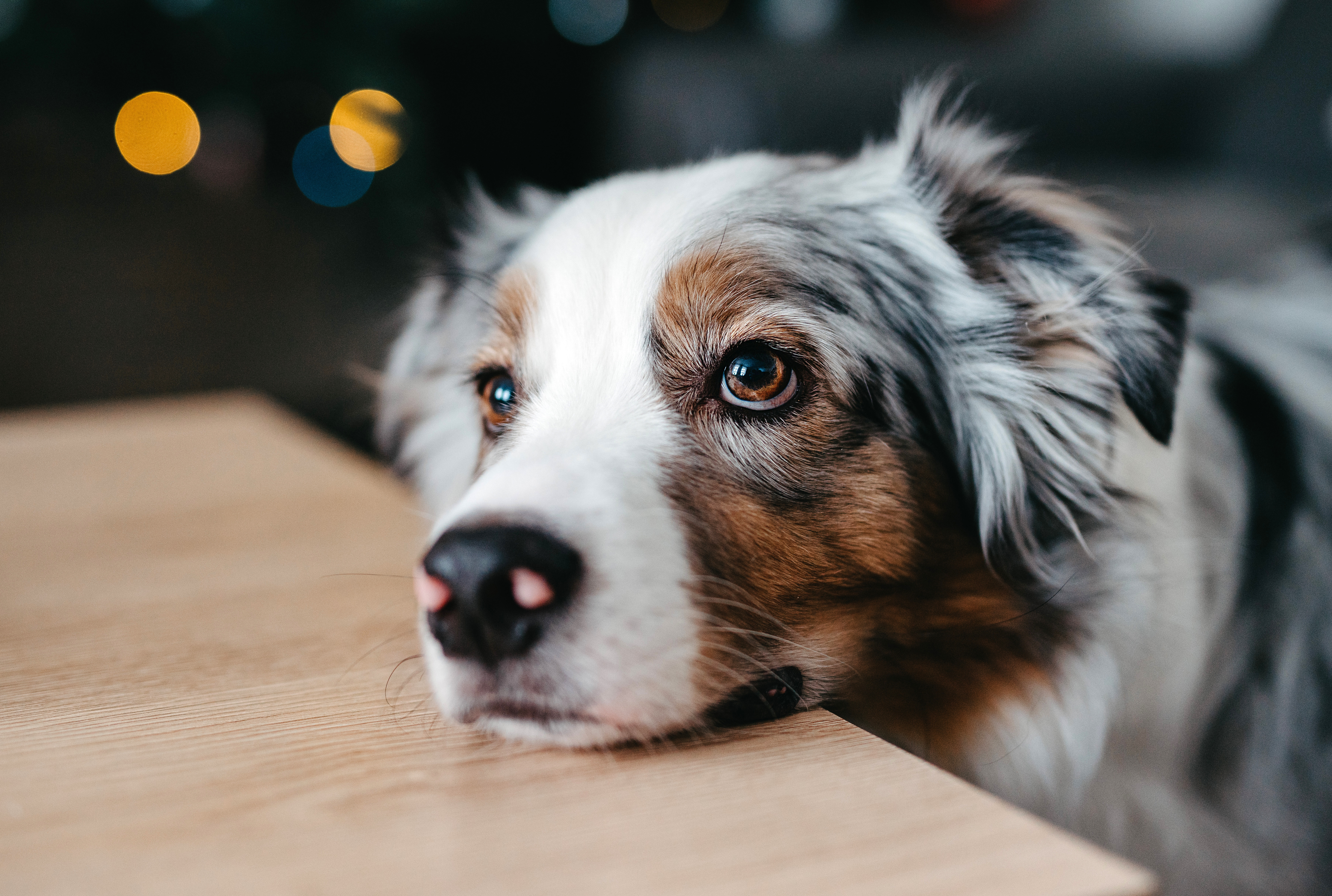 Close-up portrait of a dog. Sad puppy eyes.