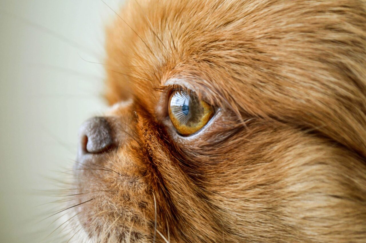 Junho Violeta: o que os olhos do seu pet revelam sobre a saúde dele