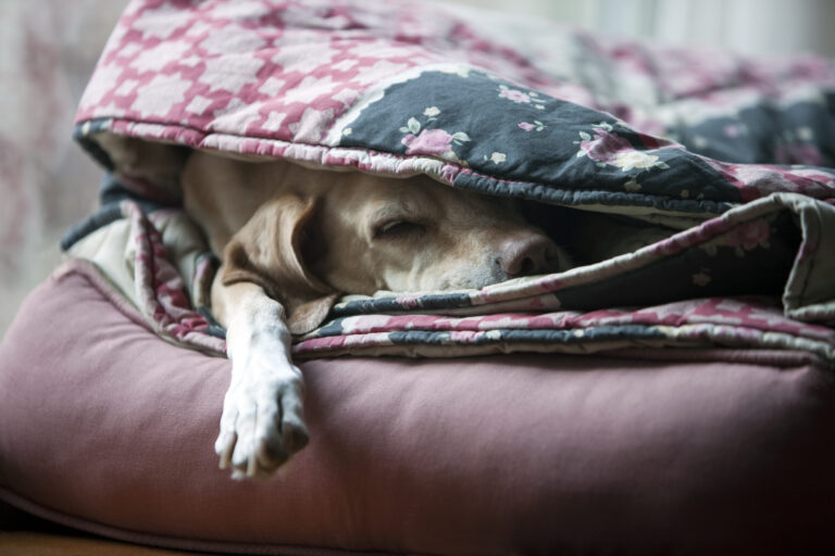 Tosse, espirros e secreção: inverno exige atenção redobrada com a saúde respiratória dos pets