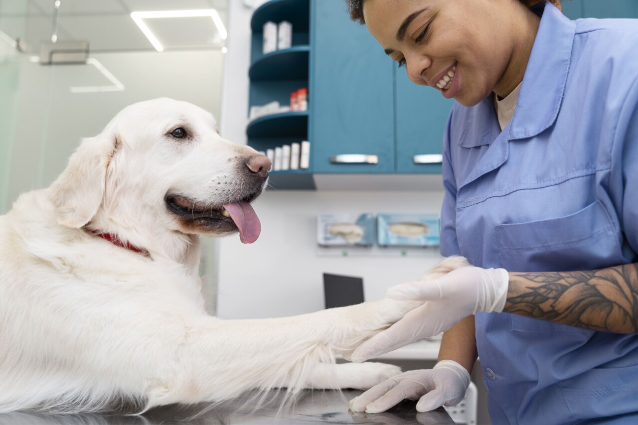 WeVets abre vagas com bolsa para aprimoramento em UTI veterinária