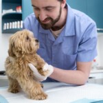 Trazodona: real aliada nos atendimentos de cães?