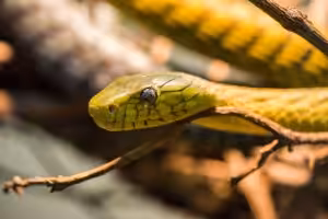 Guia de espécies: quais cobras pode-se ter em casa?