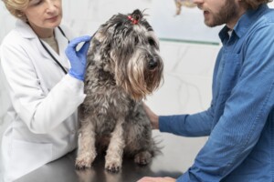 Gabapentina em cães e gatos idosos: quando usar e quais cuidados adotar