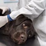 Hepatopatia por acúmulo de cobre: entenda quais são os sintomas da doença