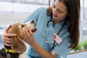 Hiperparatireoidismo secundário nutricional em cães e gatos: desequilíbrio alimentar compromete a saúde óssea