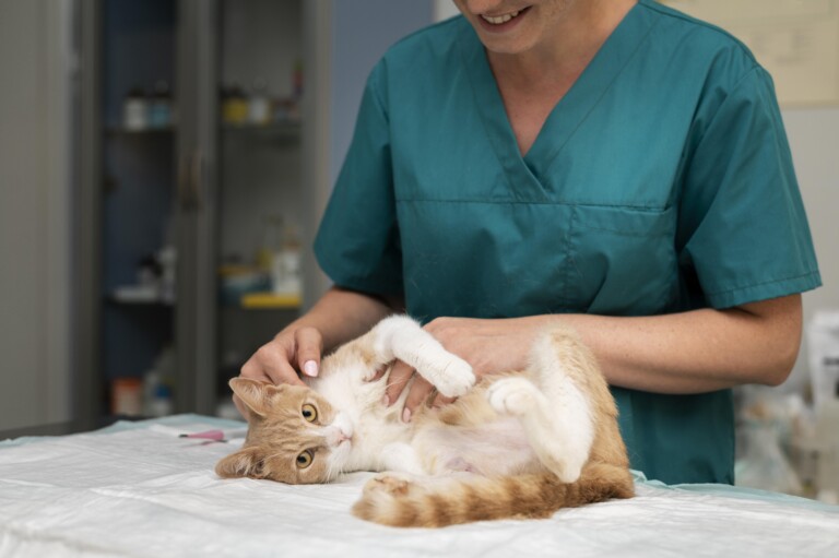 Platinosomose felina: impacto hepático exige diagnóstico precoce na rotina clínica